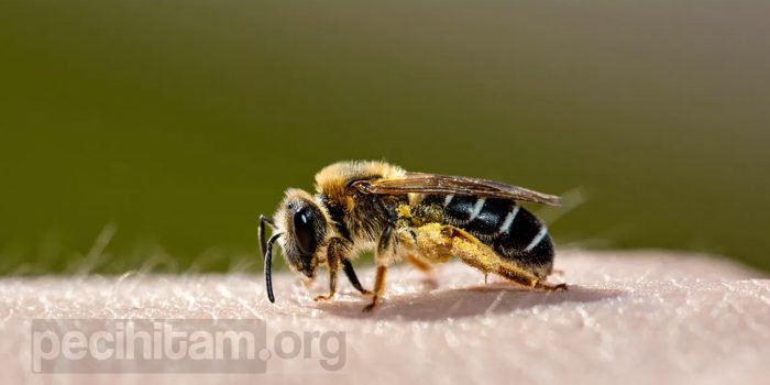 belajar dari seekor lebah agar tidak marah