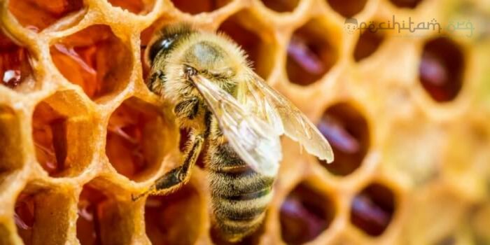 lebah dan madu dalam alquran
