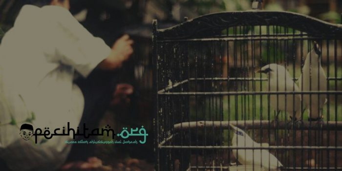 Hukum Memelihara Burung dalam Islam Itu Tergantung Pada Pemeliharanya, Begini Penjelasannya